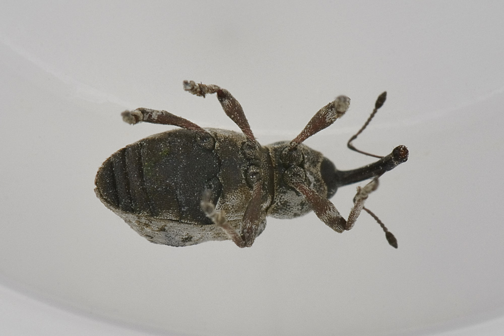Grypus equiseti - Curculionidae